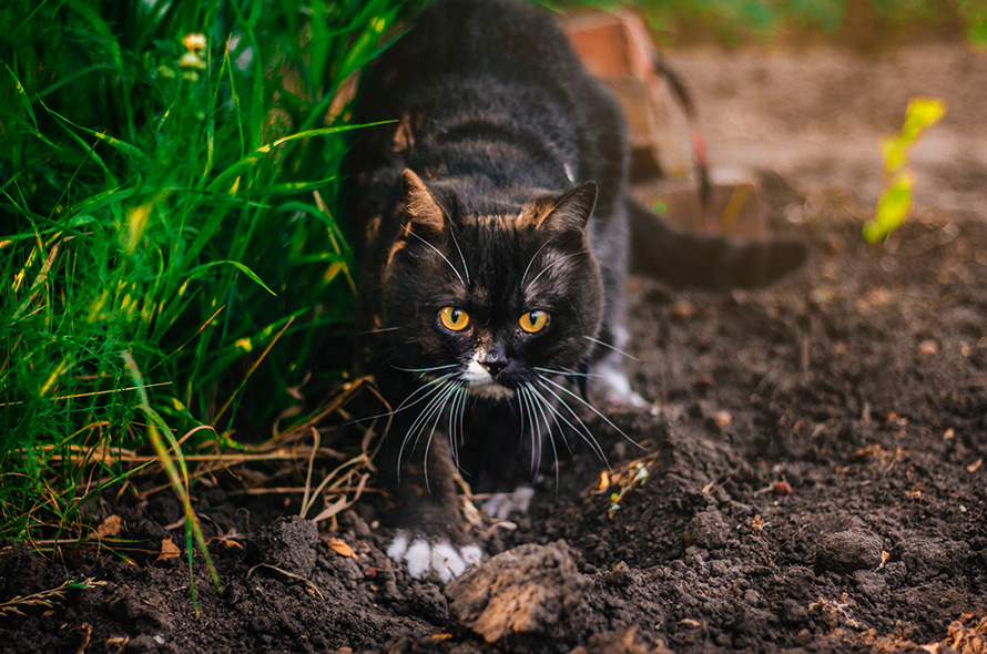 Cat crawling through a garden