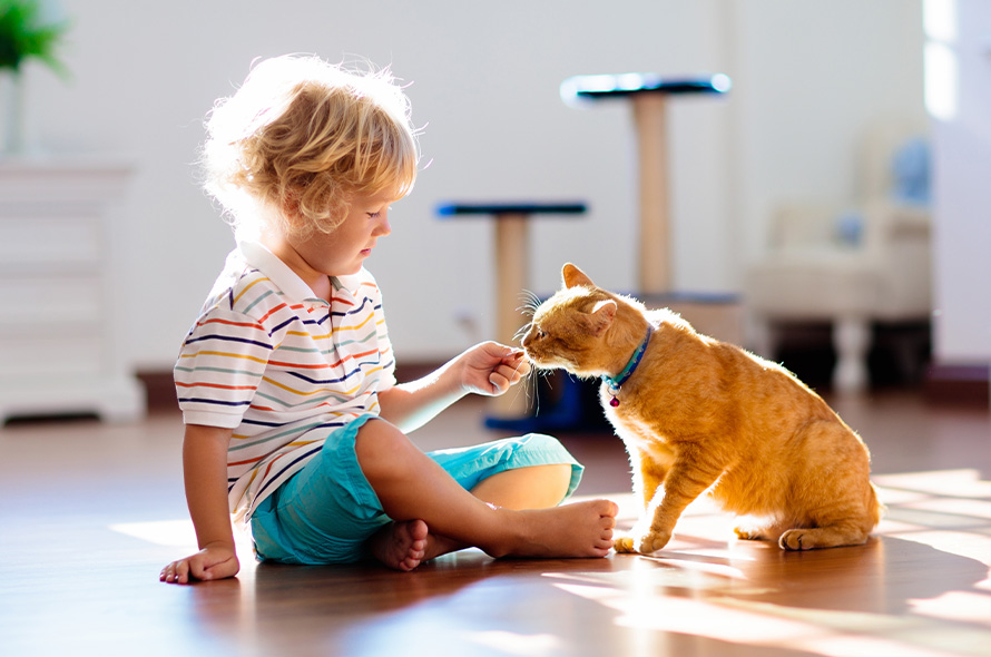 Child greeting a cat gently