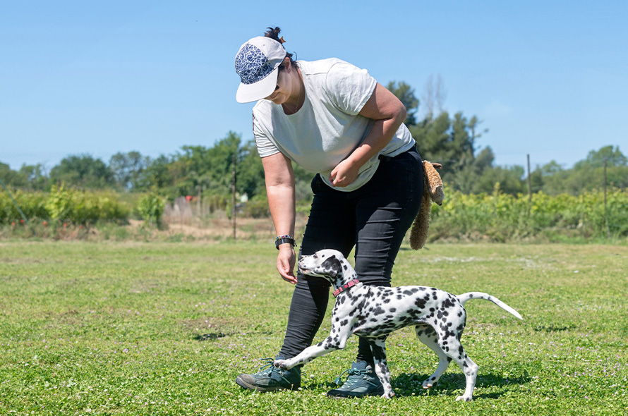 Dalmatian puppy being lured with treats