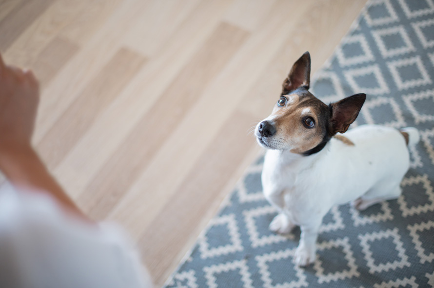 Dog sitting looking at owner