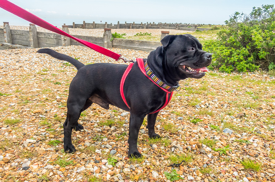 Dog wearing a harness and lead