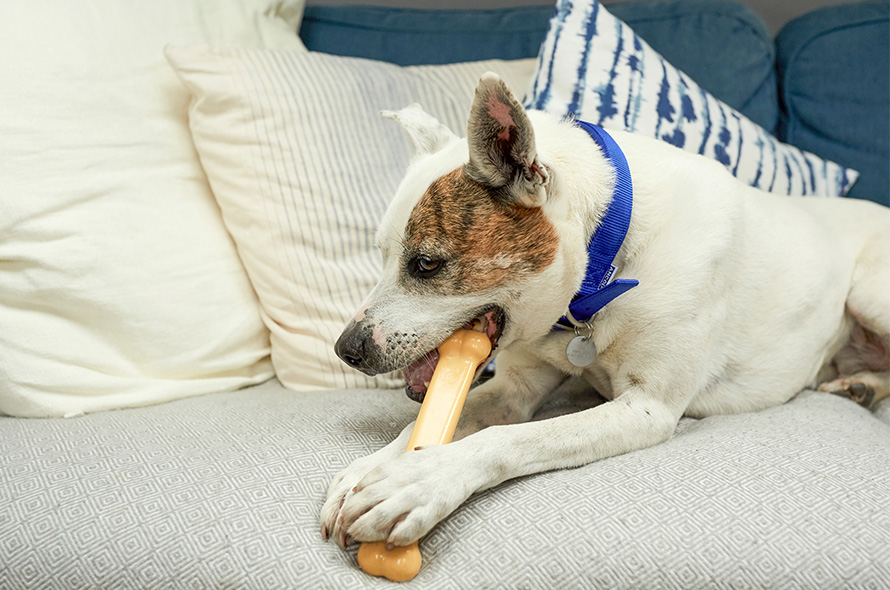 Mongrel chewing on a toy bone