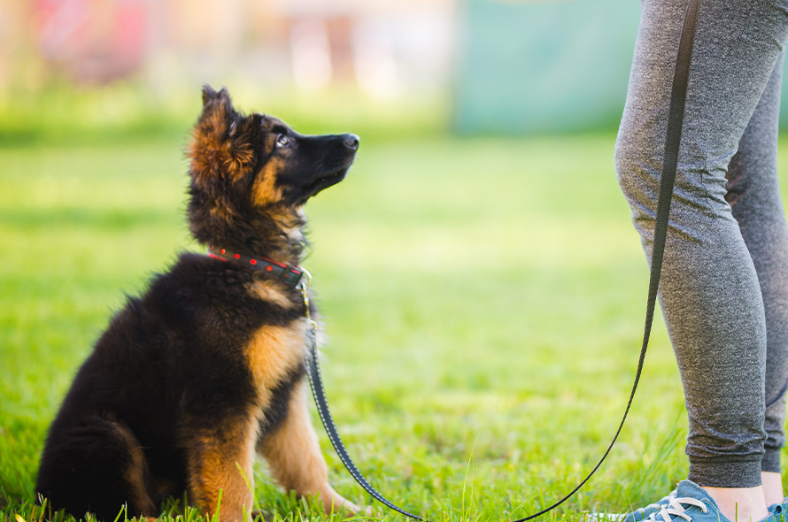 Shepherd puppy looking up