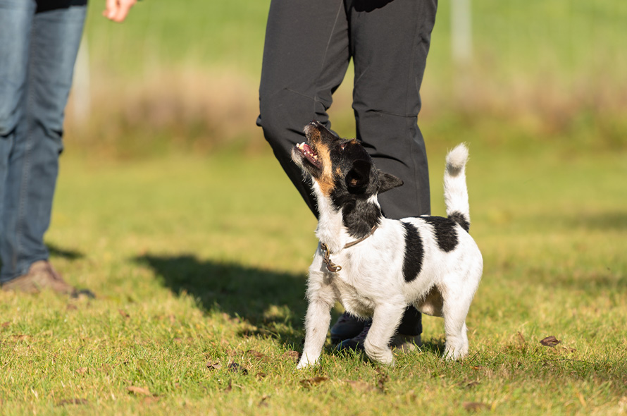 Small terrier walking alongside someone looking up