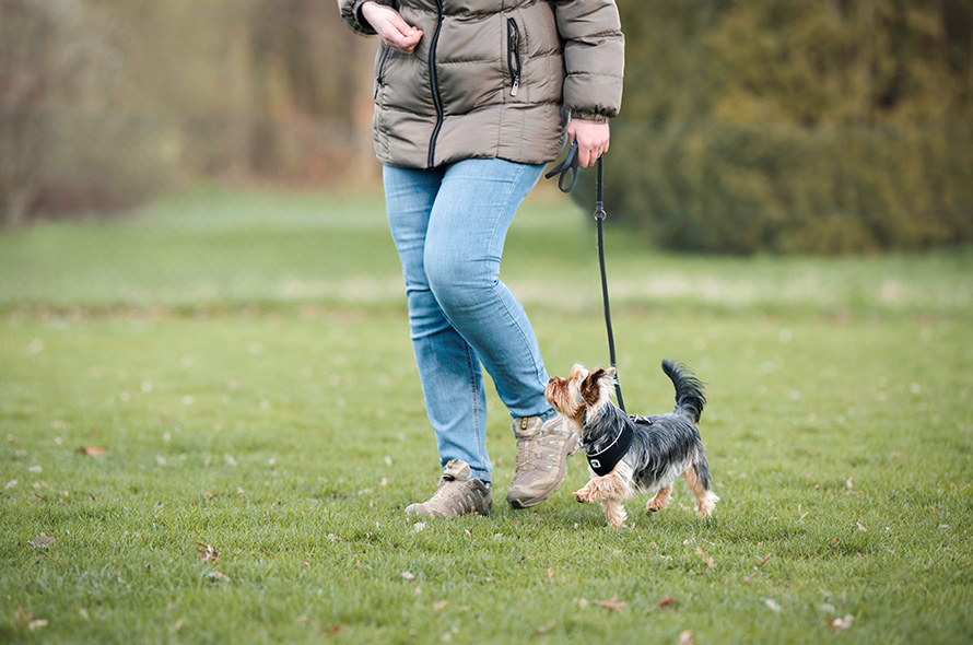 Terrier loose-lead walking next to owner