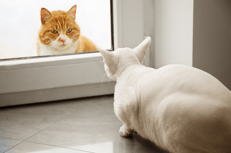 Two cats looking at each other through a window